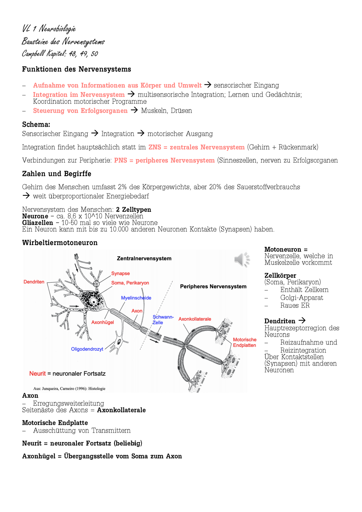 Neurobiologie - Die Bausteine Des Nervensystems - VL 1 Neurobiologie ...