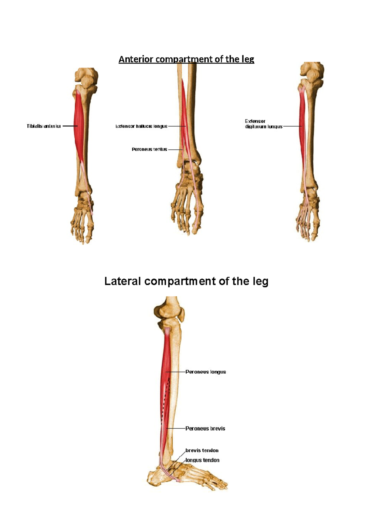 Lower leg anatomy - Anterior compartment of the leg Lateral compartment ...