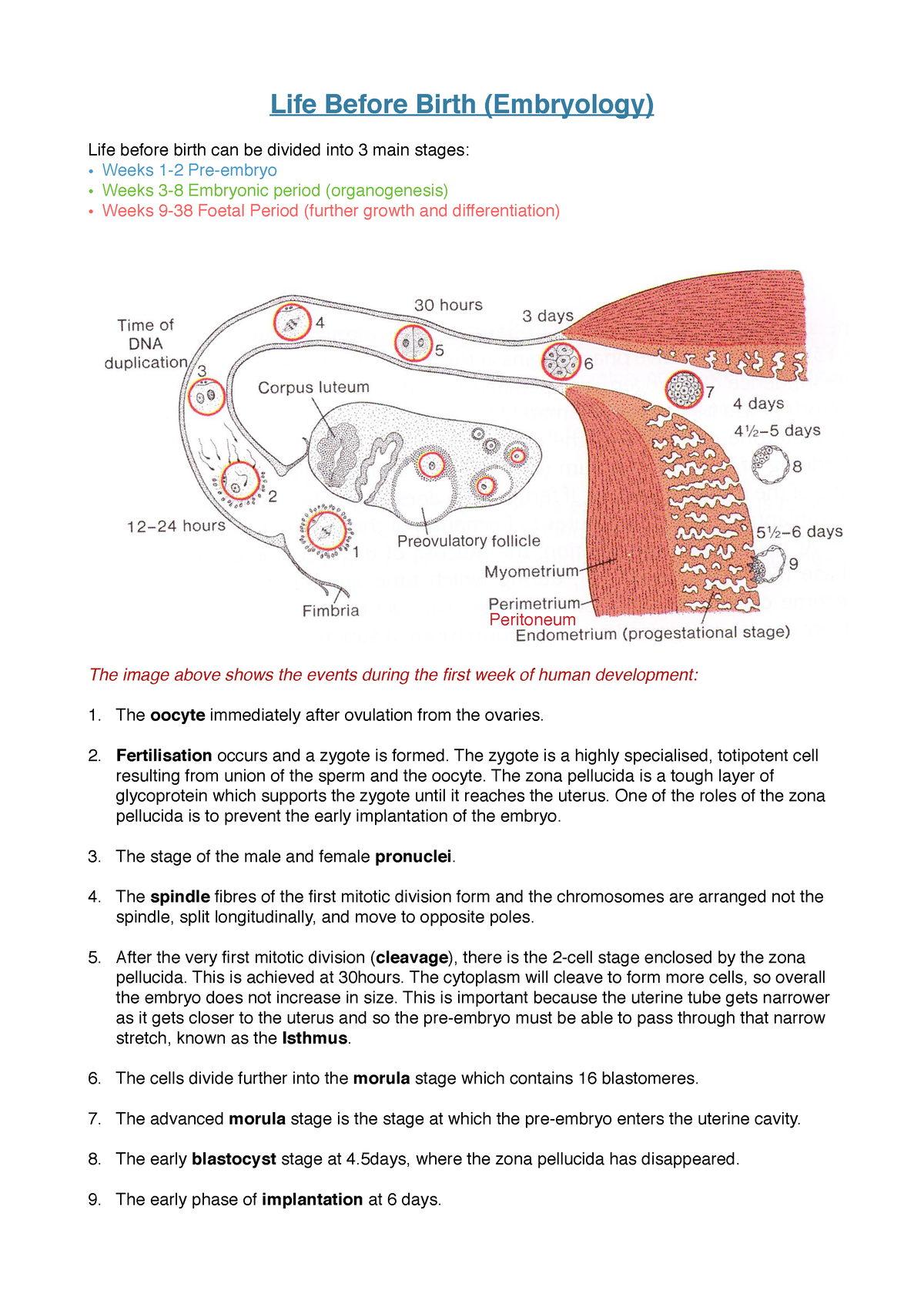 Life Before Birth (Embryology) Notes - Life Before Birth (Embryology ...