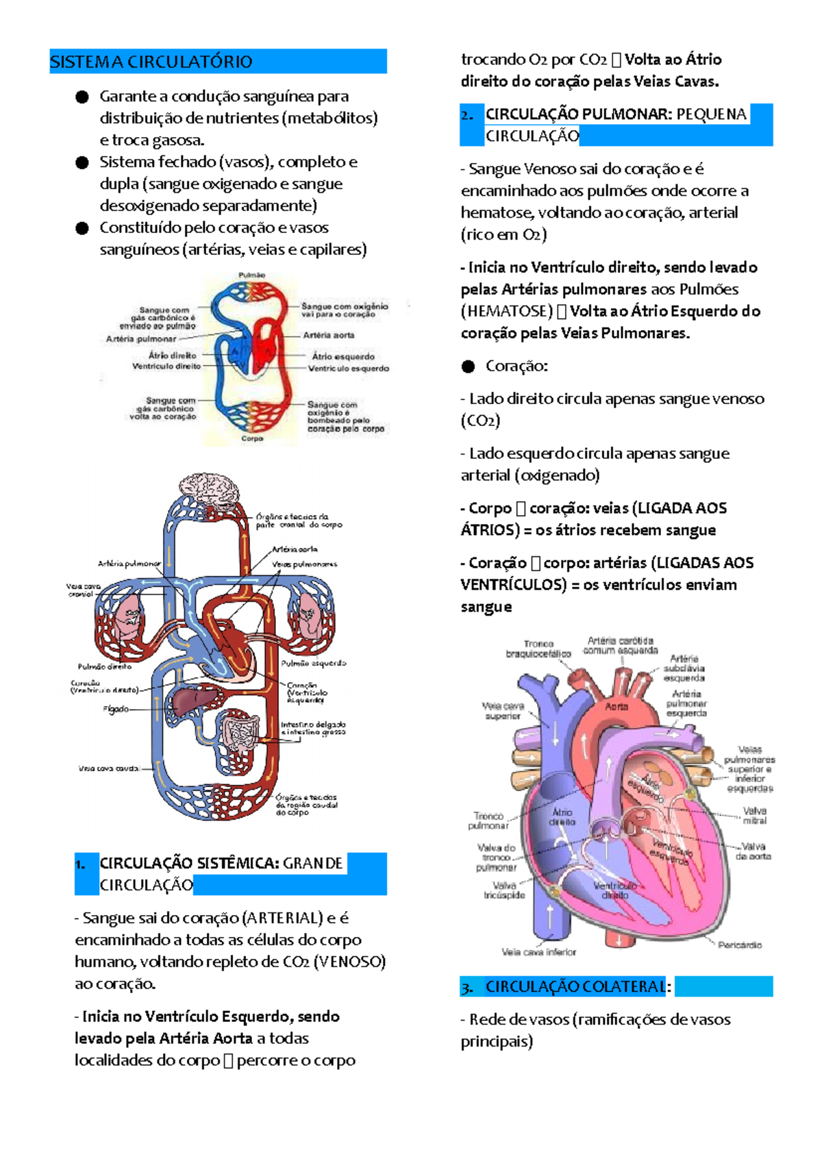 Sistema Circulatório Resumo Sobre O Assunto No Curso De Biomedicina 20211 Sistema 5326