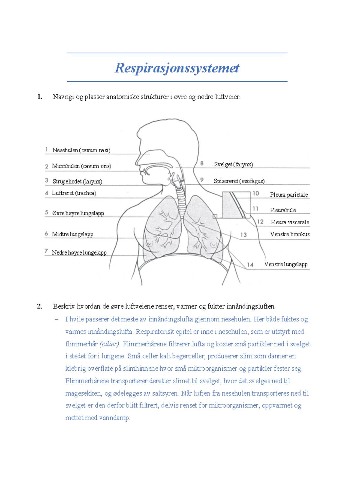 Respirasjonssystemet - AFBM Arbeidshefte - Respirasjonssystemet Navngi ...