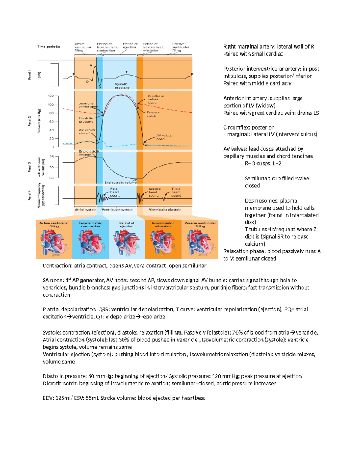 summary sheet kin test 1 - Right marginal artery: lateral wall of R ...