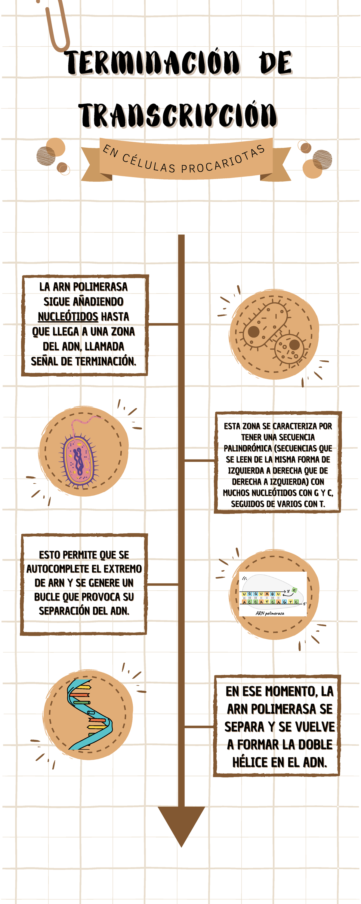 Terminación de transcripción TERMINACIÓN DETERMINACIÓN DE