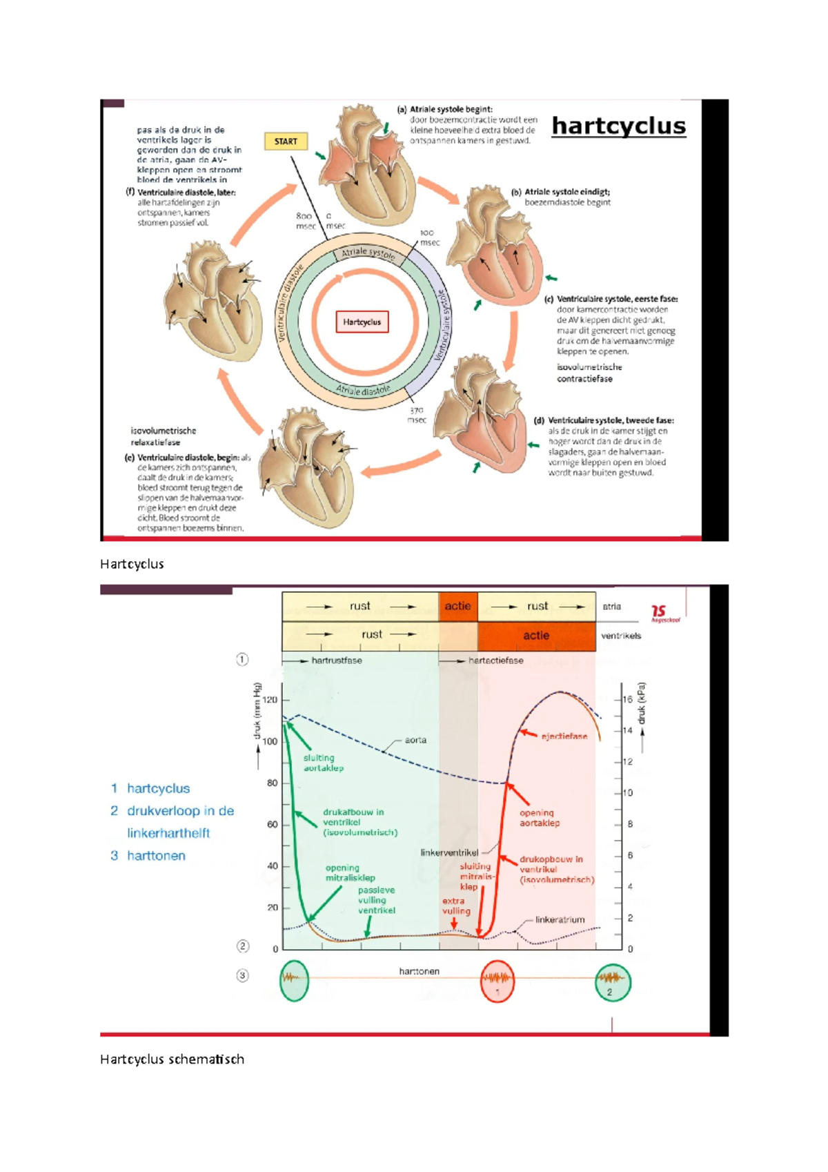 Hartcyclus - n.v.t. - Fysiologie - Hartcyclus Hartcyclus schematisch ...