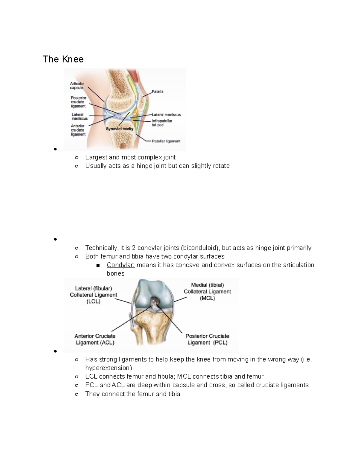 Joints in Depth Notes (PTH AS 2201) - The Knee Largest and most complex ...