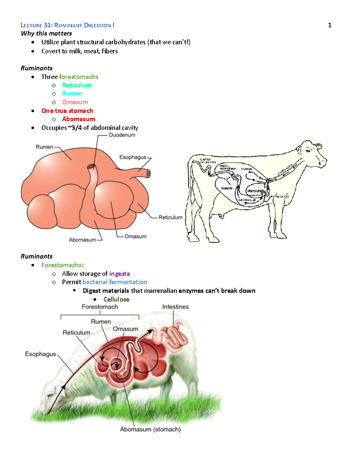 Lecture 31 Ruminant Digestion I Why this matters Utilize plant
