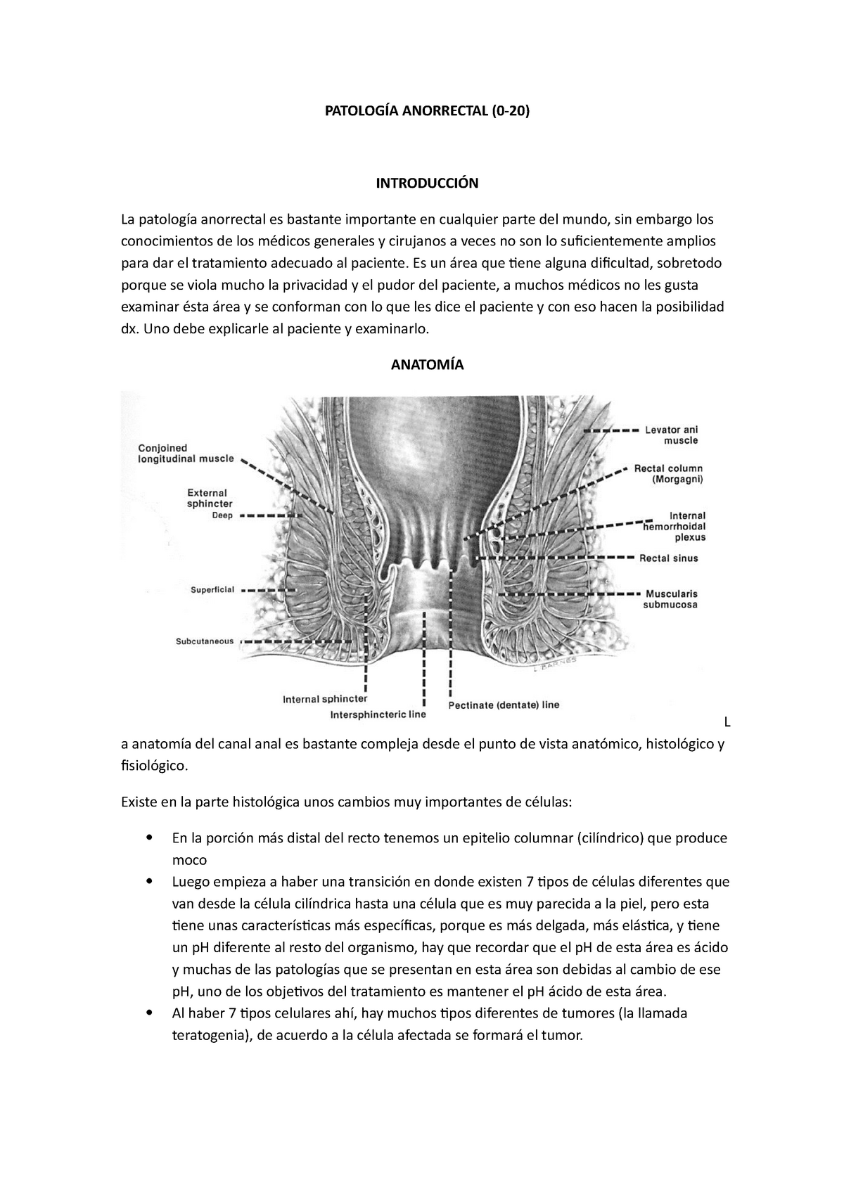 22 Patología Anorrectal Anorrectal La Anorrectal Es Bastante Importante En Cualquier Parte 1040