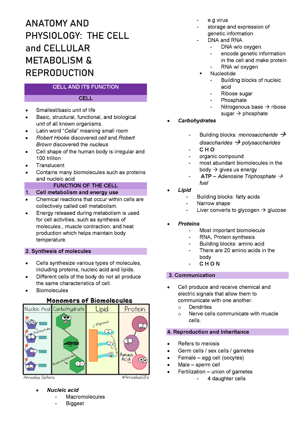 Anaphy Cell Anaphy Cell Anaphy Cell - ANATOMY AND PHYSIOLOGY: THE CELL ...