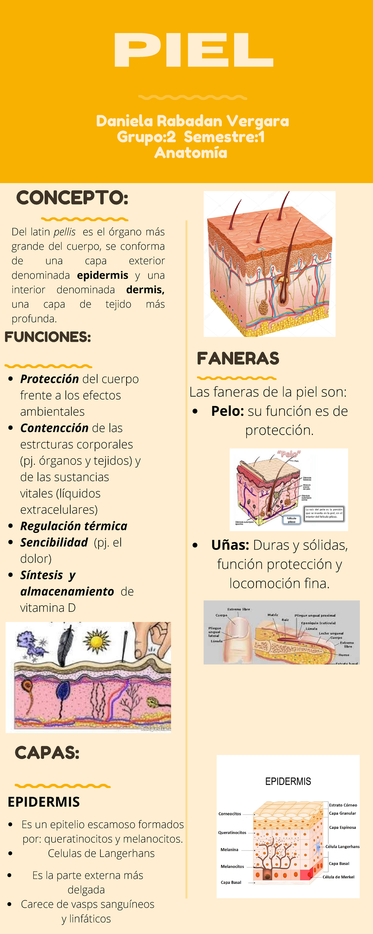 Infografia Sobre Anatomia De La Piel Y Su Contenido - Daniela Rabadan ...