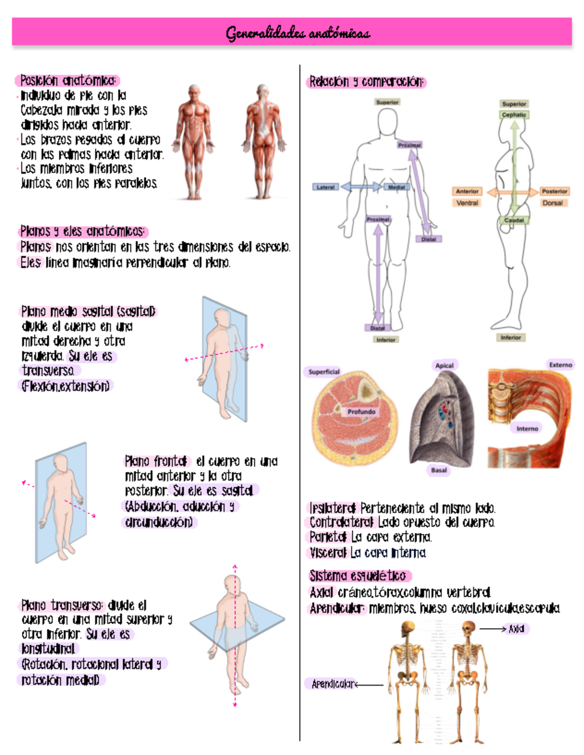 Anatomia Humana Generalidades Anat micas Posici n Anat mica 
