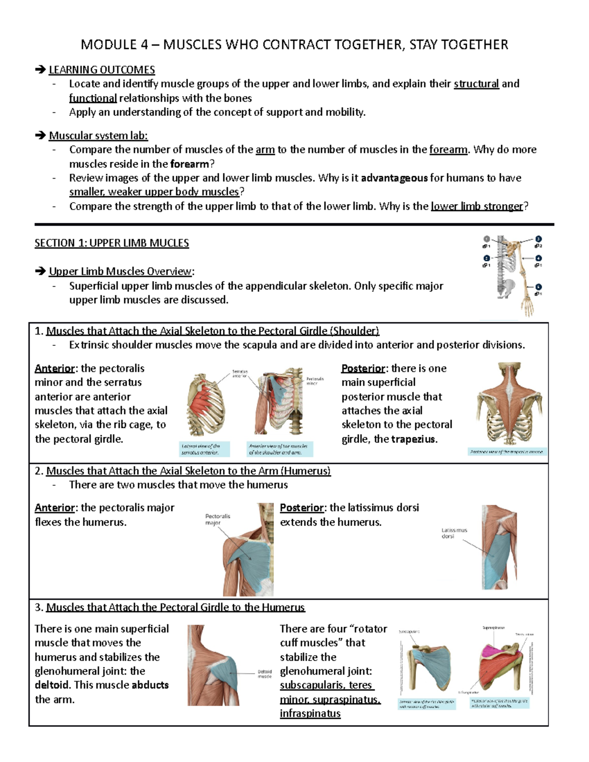 Module 4 ANAT - MODULE 4 – MUSCLES WHO CONTRACT TOGETHER, STAY TOGETHER ...