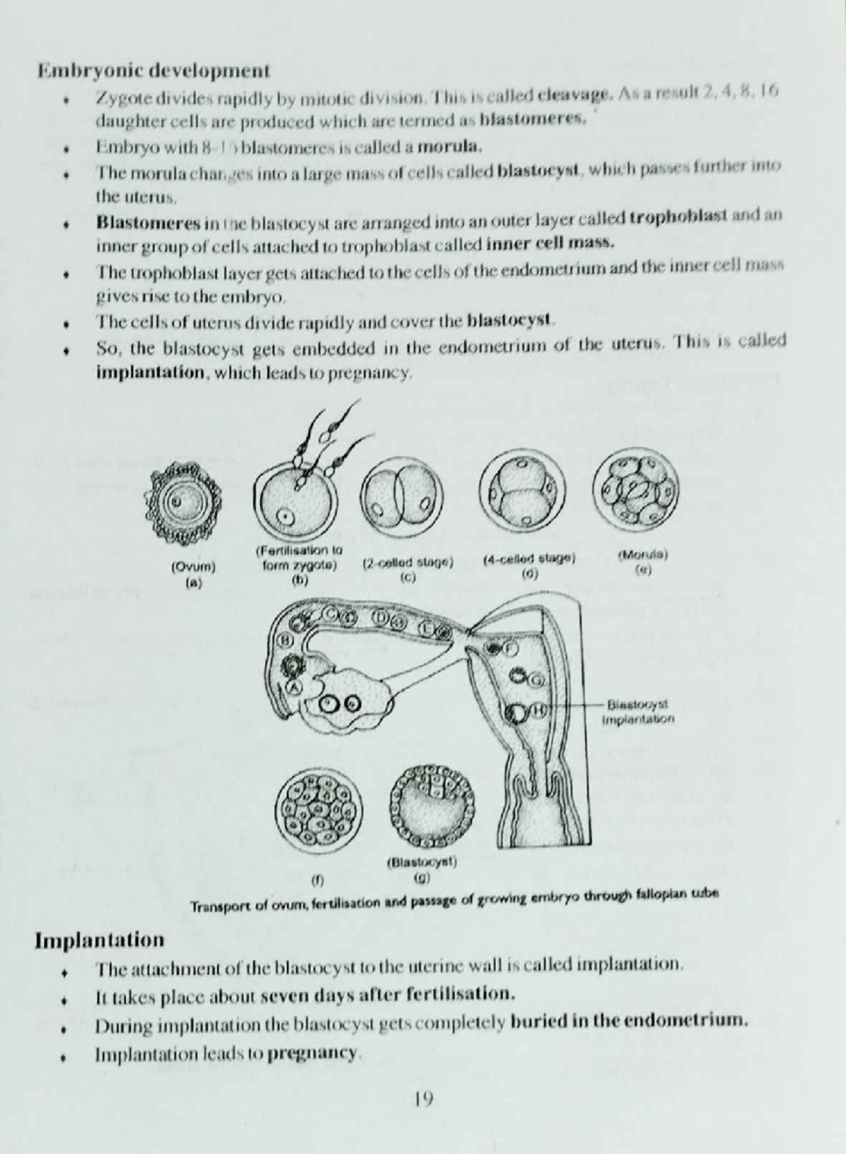 Embryonic development and Implantation - Ba Honuors History - Studocu