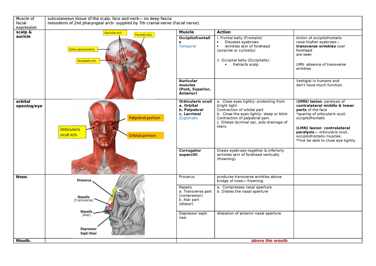 Muscle of facial expression - Muscle of facial expression subcutaneous ...