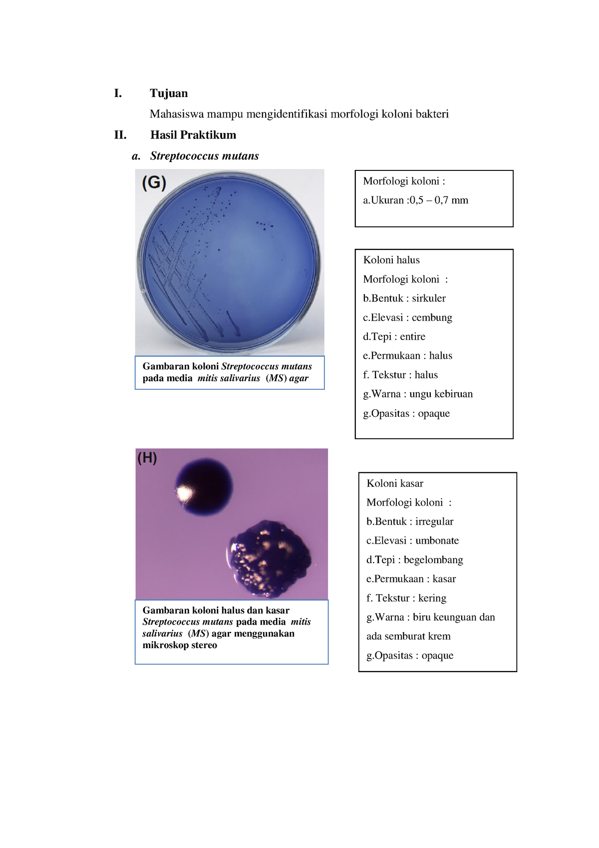 Laporan Praktikum Identifikasi Morfologi Koloni Bakteri - I. Tujuan ...