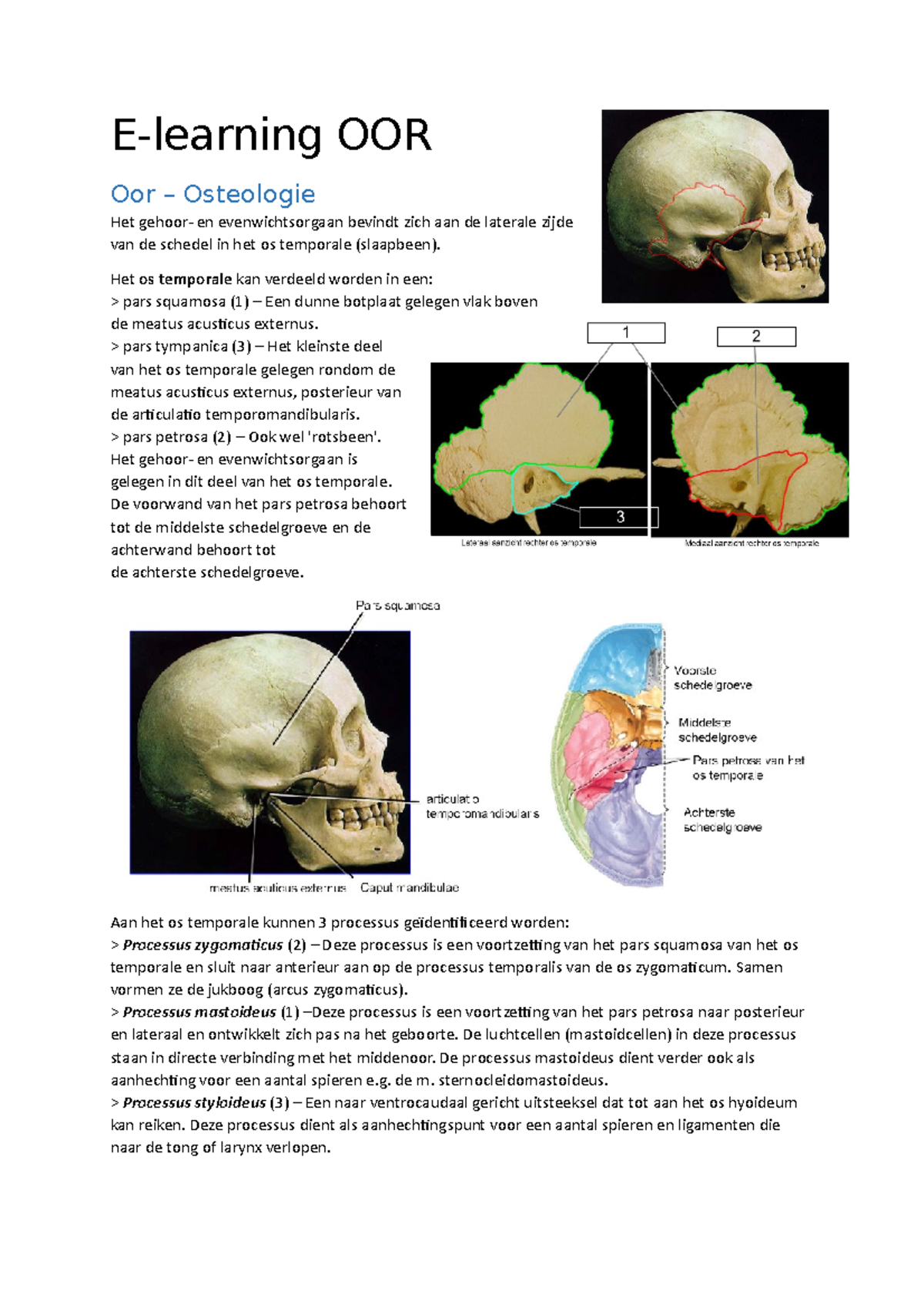 E-learning - Oor (anatomie) - E-learning OOR Oor – Osteologie Het ...