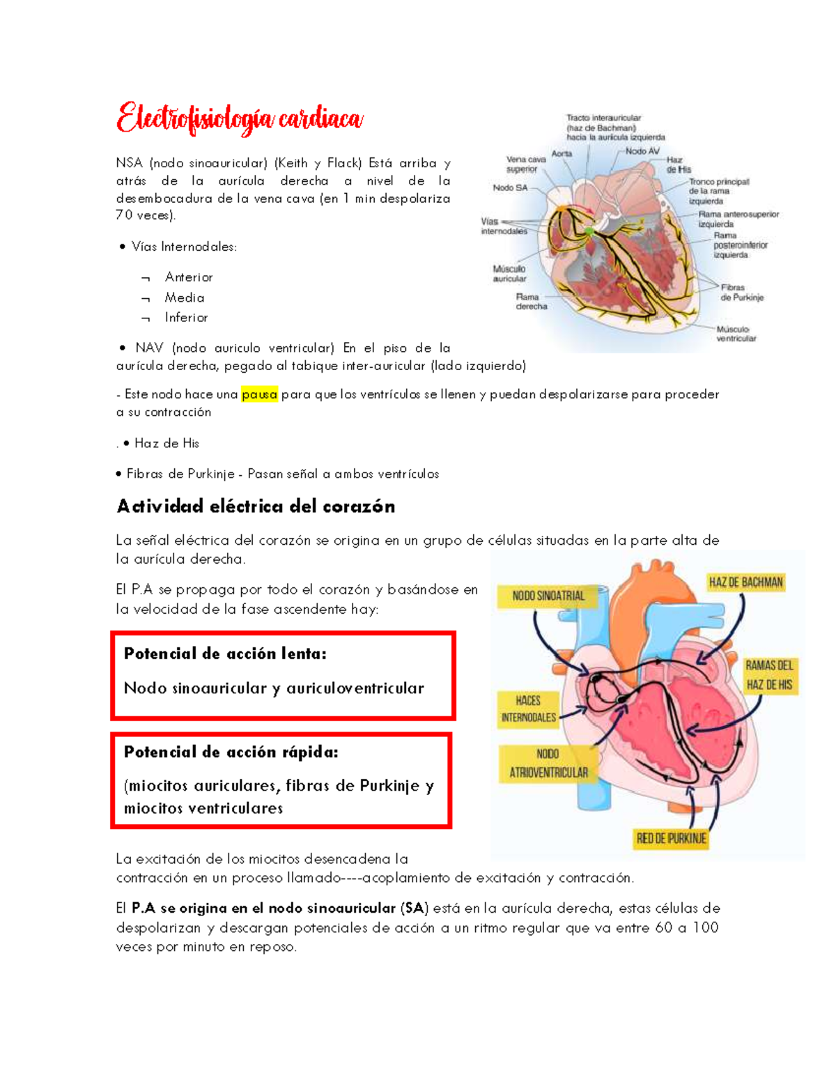 2. Electrofisiología cardiaca - Electrofisiología cardiaca NSA (nodo ...