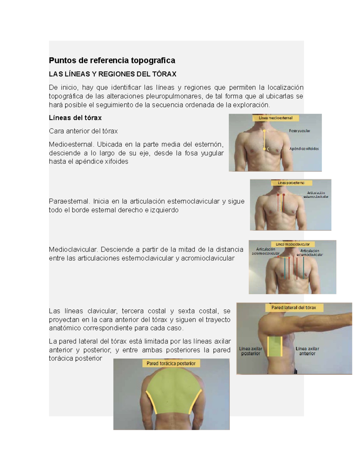 Exploracion de torax - Puntos de referencia topografica LAS LÍNEAS Y ...