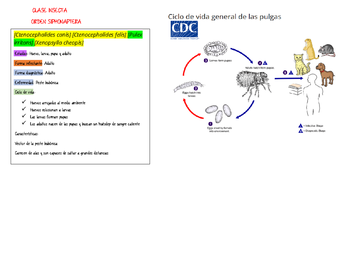 Clase Insecta - CLASE INSECTA ORDEN SIPHONAPTERA [Ctenocephalides canis ...