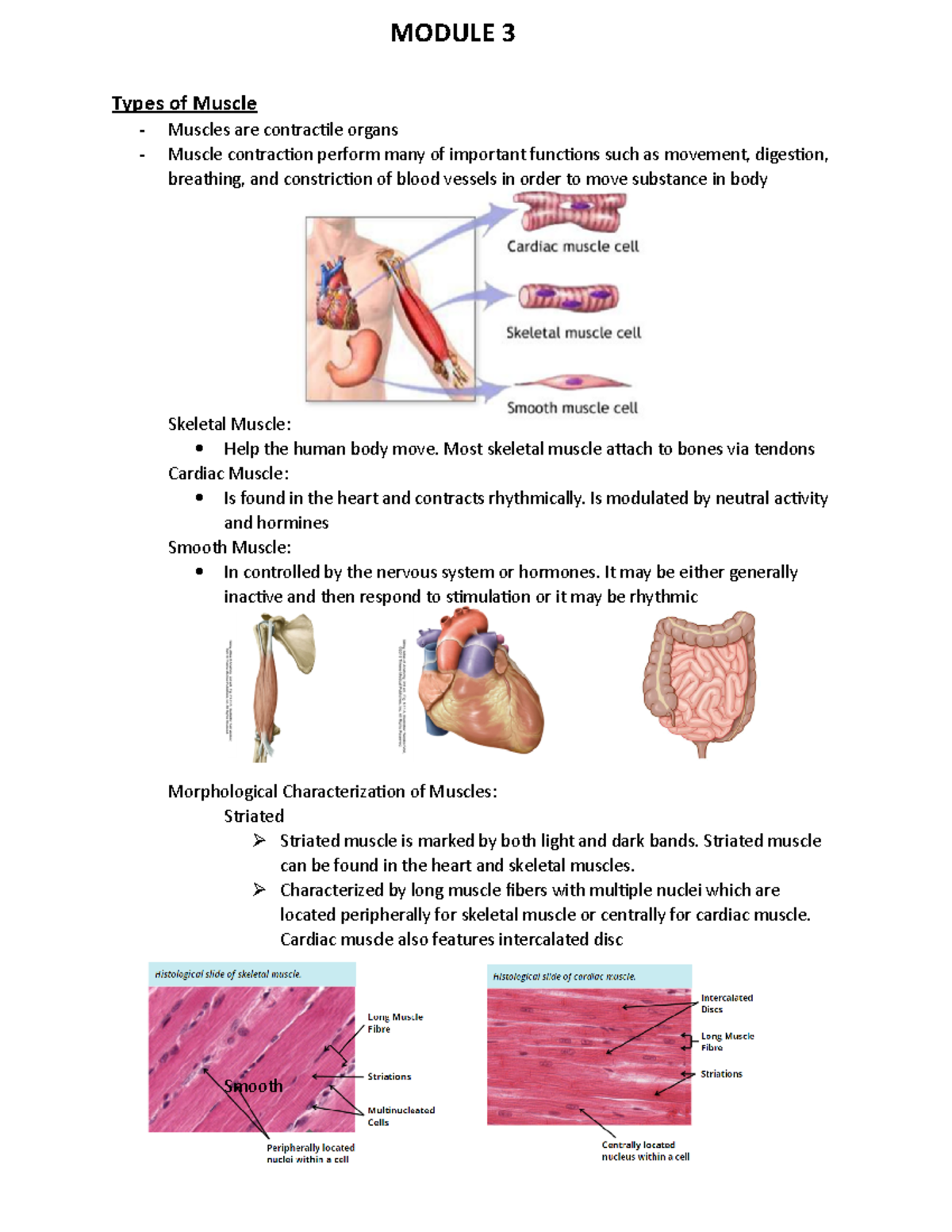 Anatomy - Module 3 - Lecture notes 3 - Types of Muscle - Muscles are ...