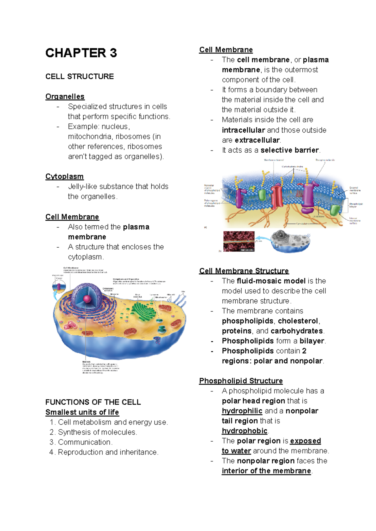 Anaphy Notes Chapter 3 ( Cells) - CHAPTER 3 CELL STRUCTURE Organelles ...