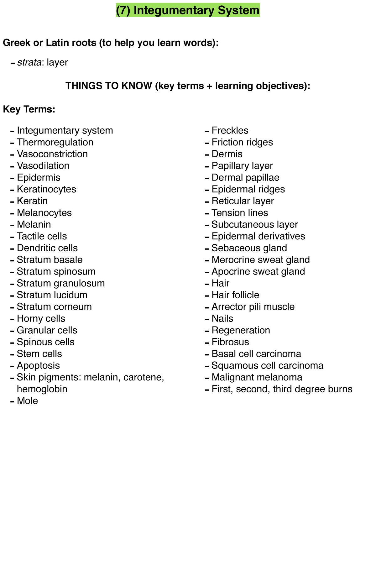 7-integumentary-system-s20-7-integumentary-system-greek-or-latin