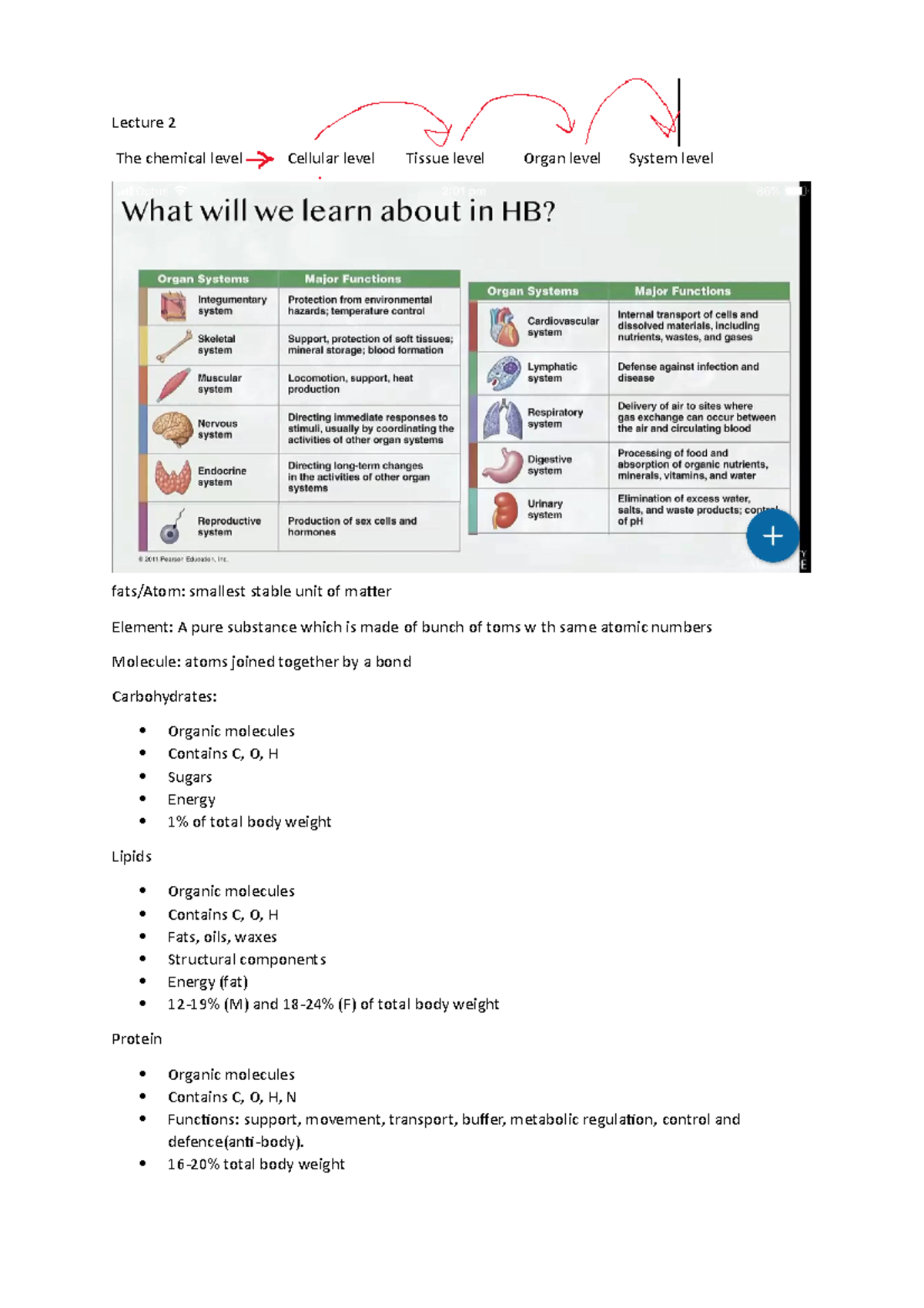 Lecture 2 Lecture 2 The chemical level Cellular level Tissue level