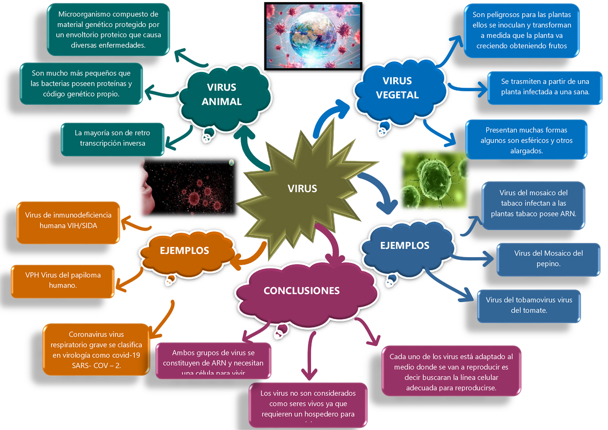 virus del papiloma mapa conceptual