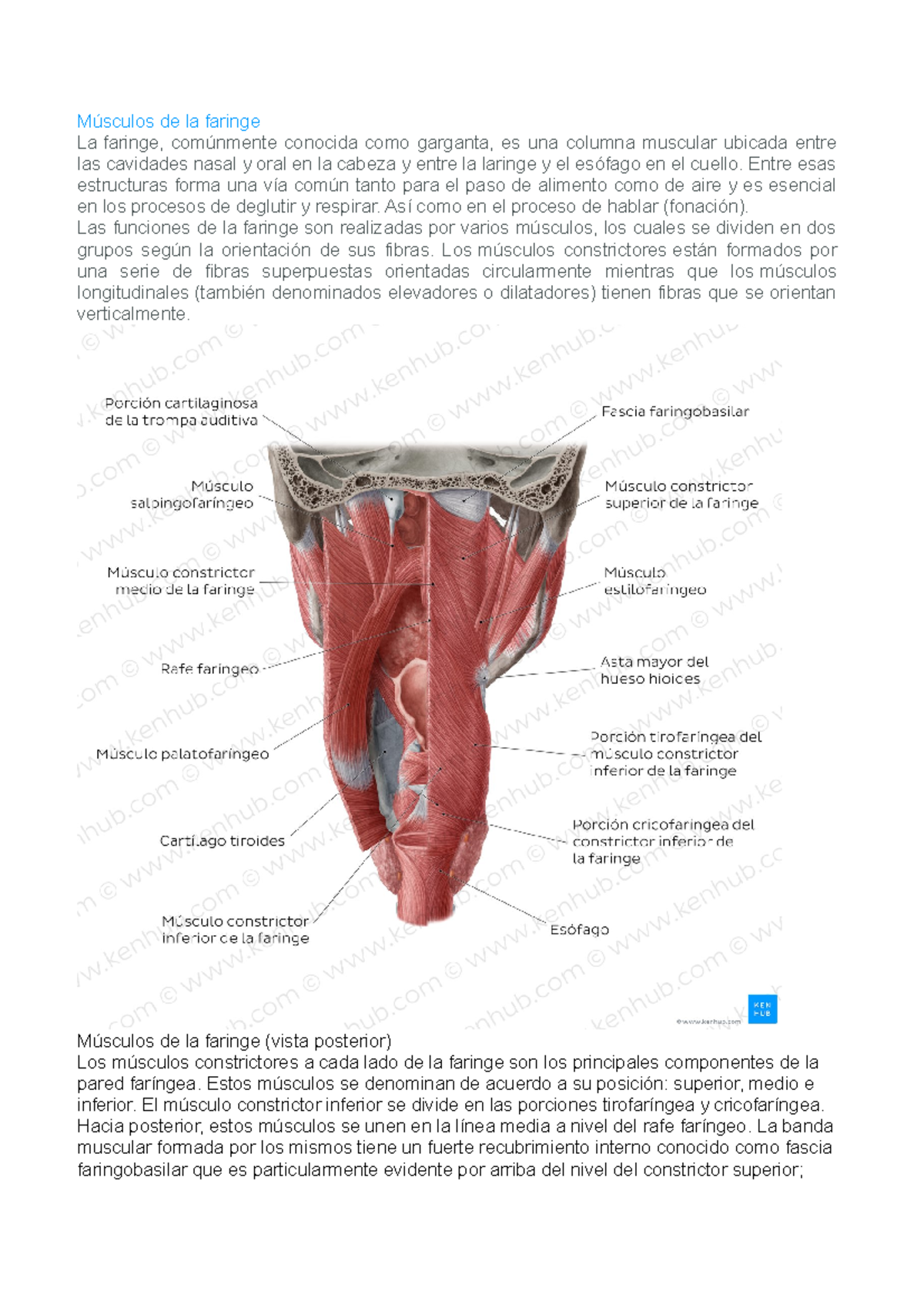 músculos longitudinales de la faringe