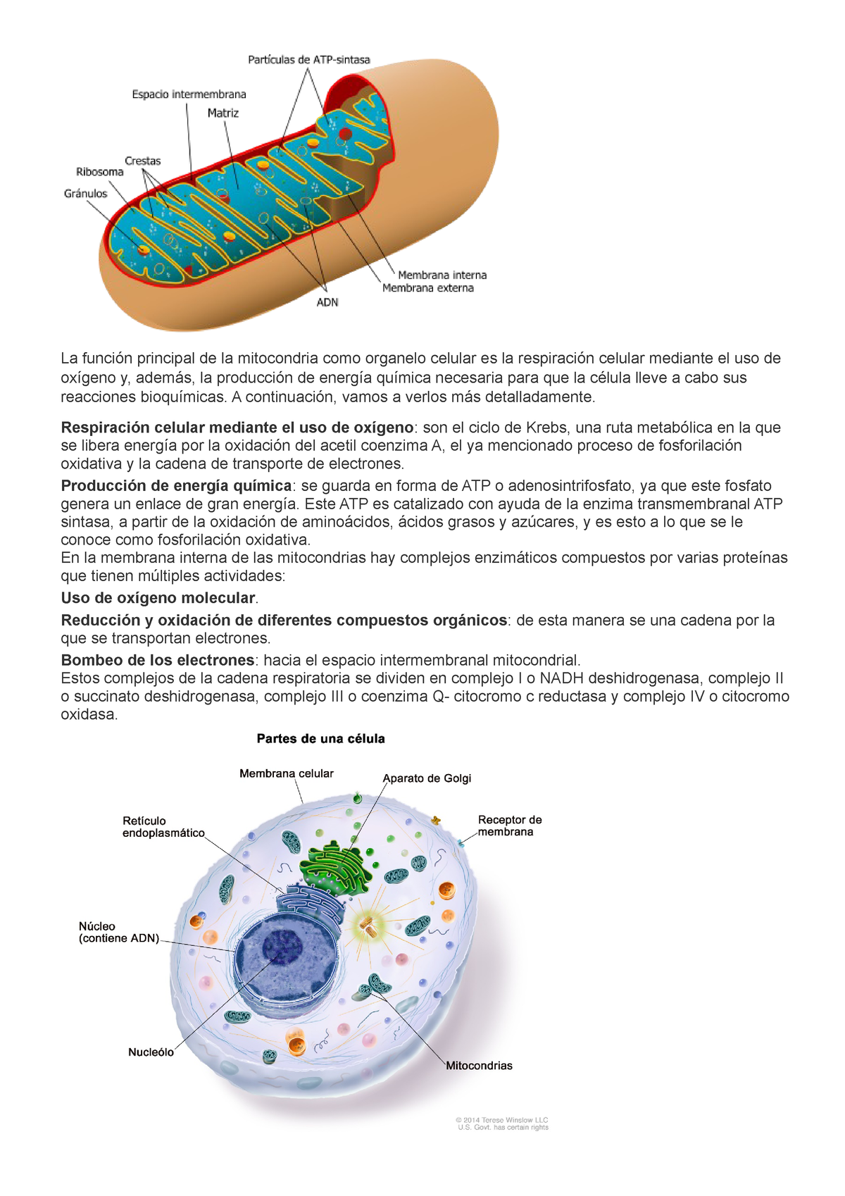 La Función Principal De La Mitocondria Como Organelo Celular Es La ...