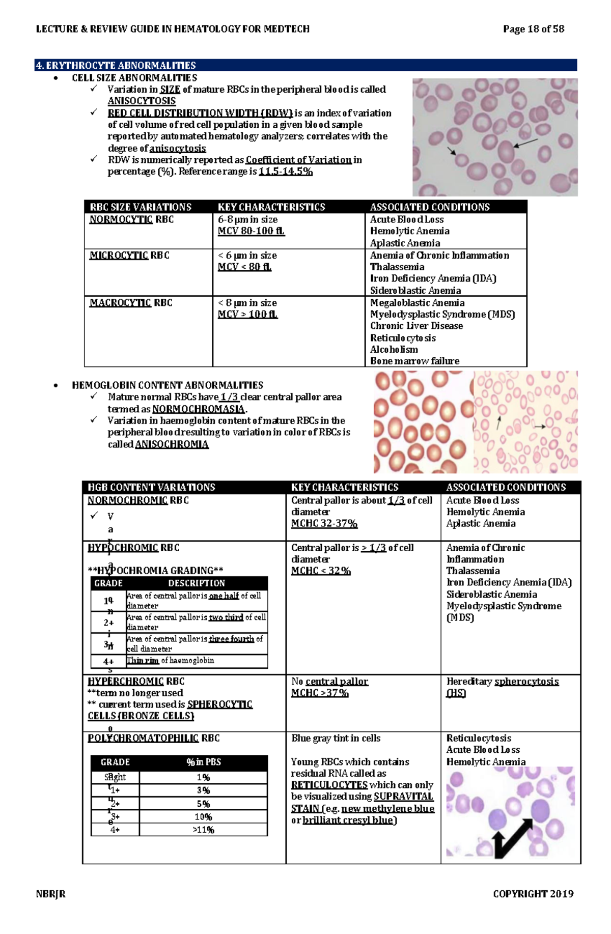 RBC Anomalies - 4. ERYTHROCYTE ABNORMALITIES CELL SIZE ABNORMALITIES ...