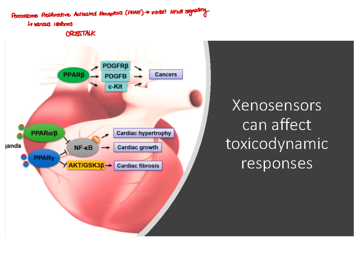 18. Carcinogens and Biological Tox - Xenosensors can affect ...