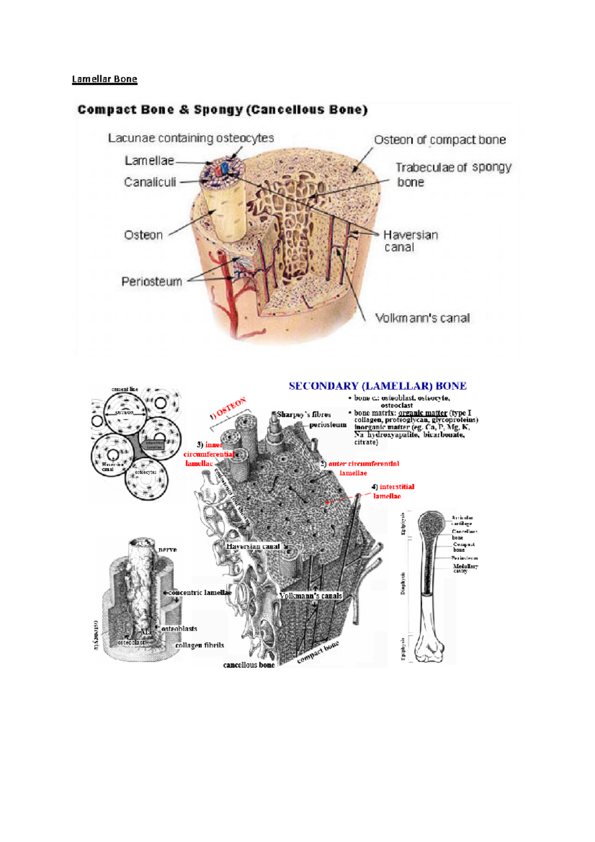 Bone, Ossification - medical - CR1001 - Lamellar Bone On a slide ...