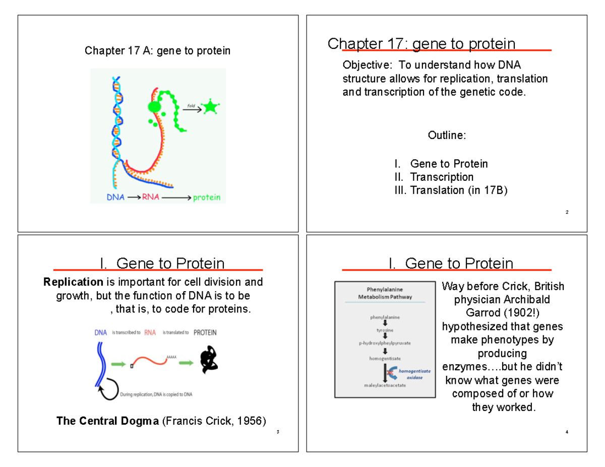 BIO 201 KLB 13 A Gene To Protein Notes - Chapter 17 A: Gene To Protein ...