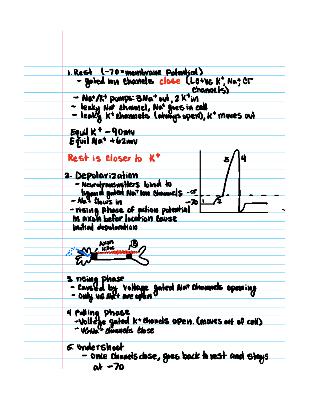 Action potentials - 1 Rest 1 70 membrane Potential gated ion channels ...