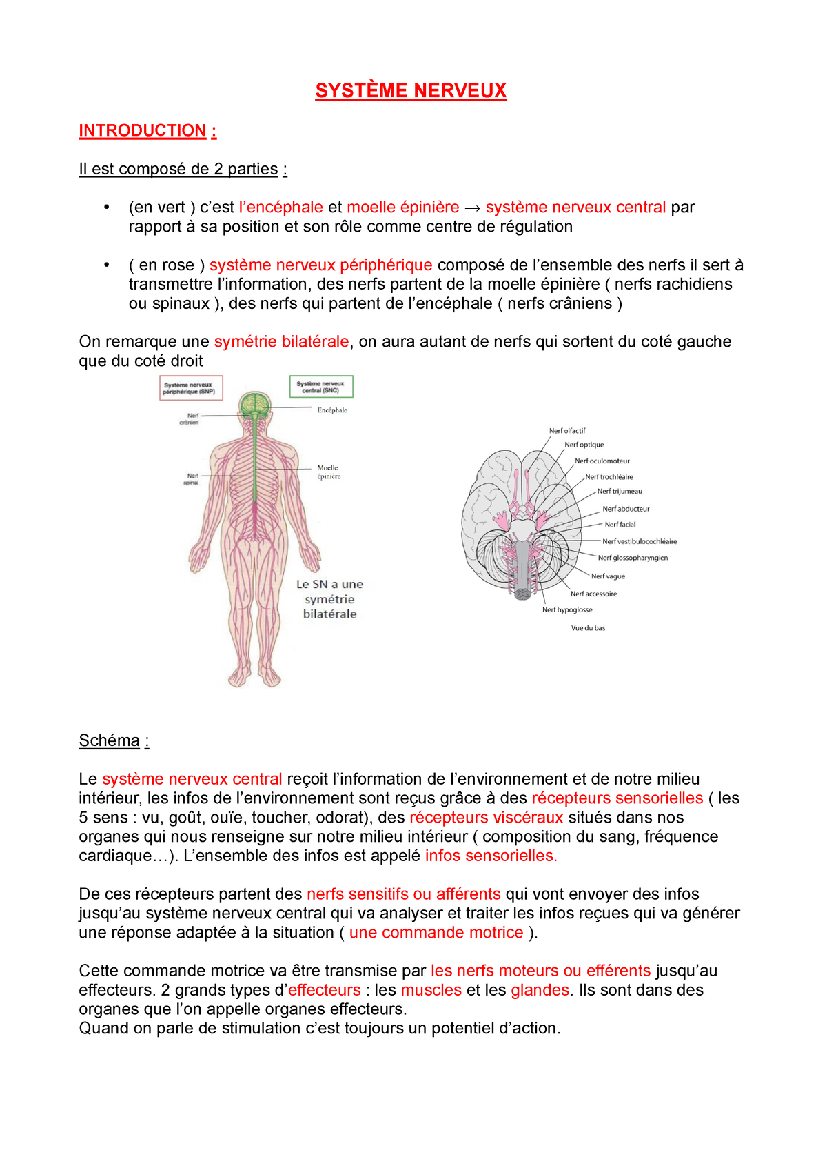 Système nerveux périphérique : nerfs spinaux (ou rachidiens) : vue  d'ensemble