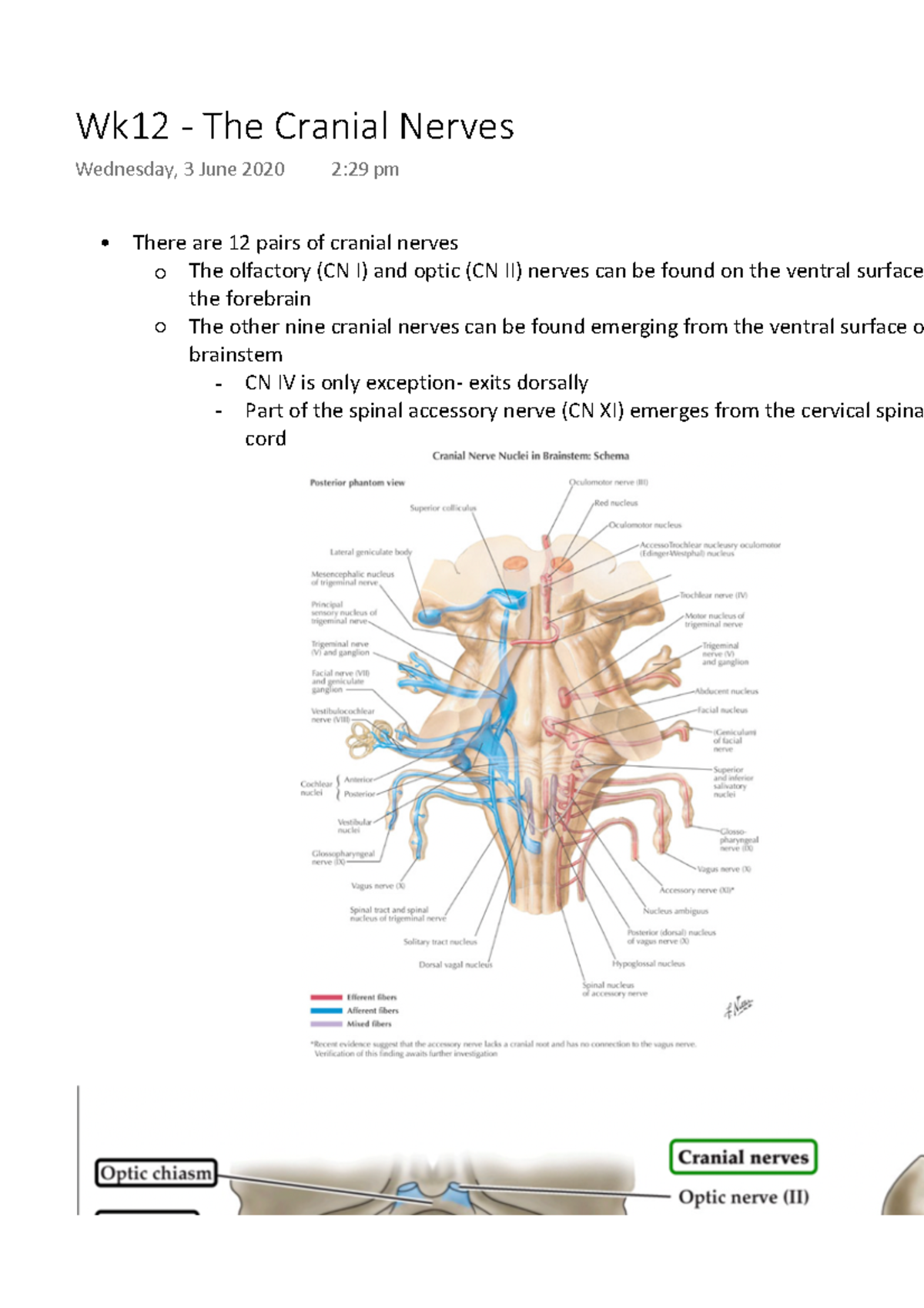 Wk12 - The Cranial Nerves - There Are 12 Pairs Of Cranial Nerves The ...