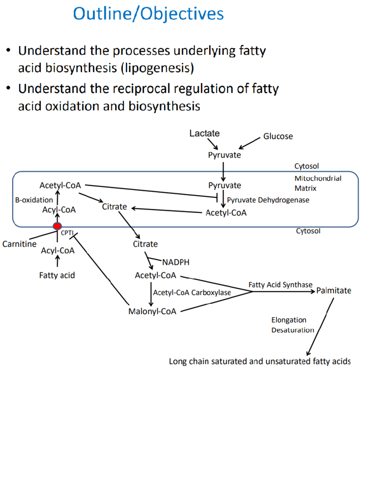 Lecture 37 Fatty Acid Metabolism III - BIO 361 - Studocu