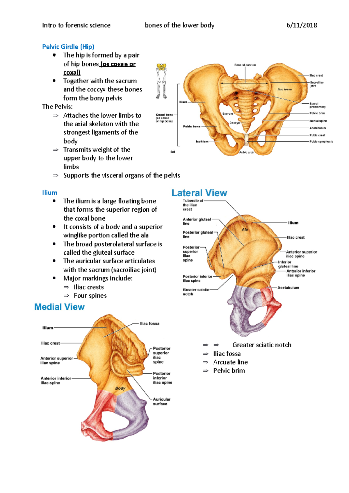 Bones of the lower body - Studocu