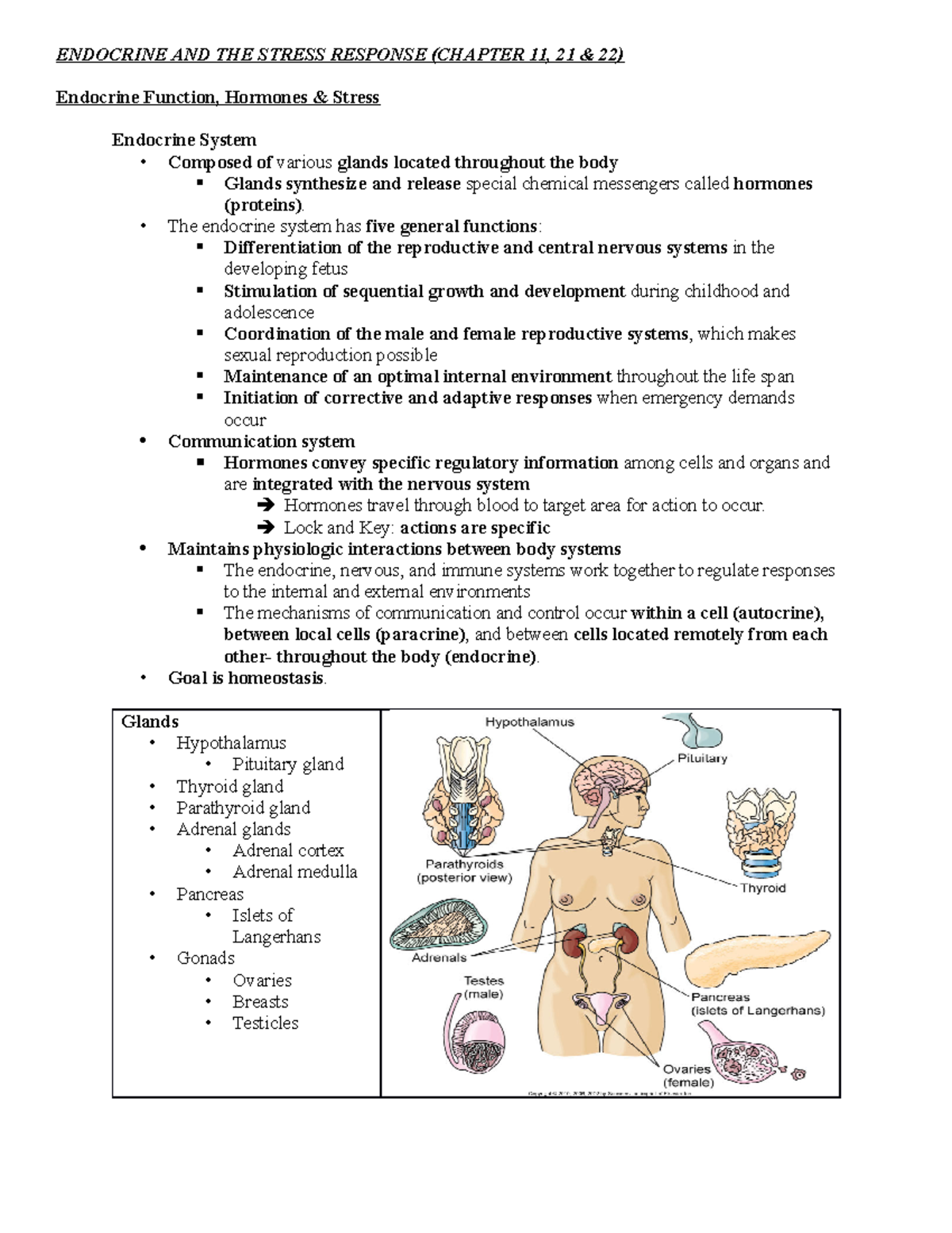 Endocrine Function Study Guide - ENDOCRINE AND THE STRESS RESPONSE ...