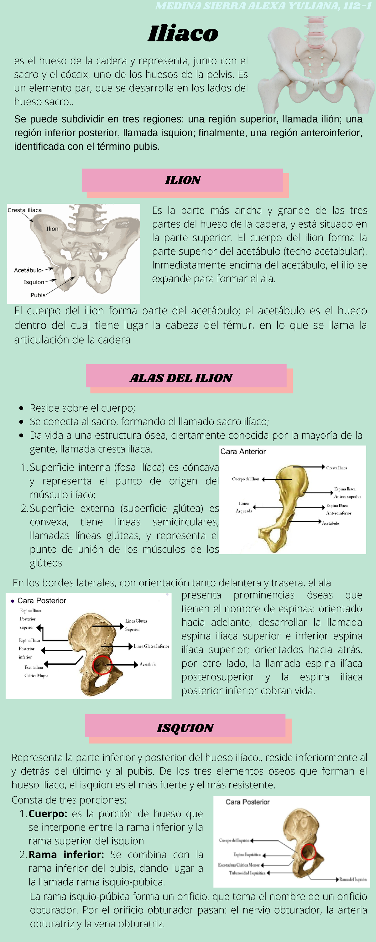 Hueso Iliaco Caras Anatomia Uabc Studocu