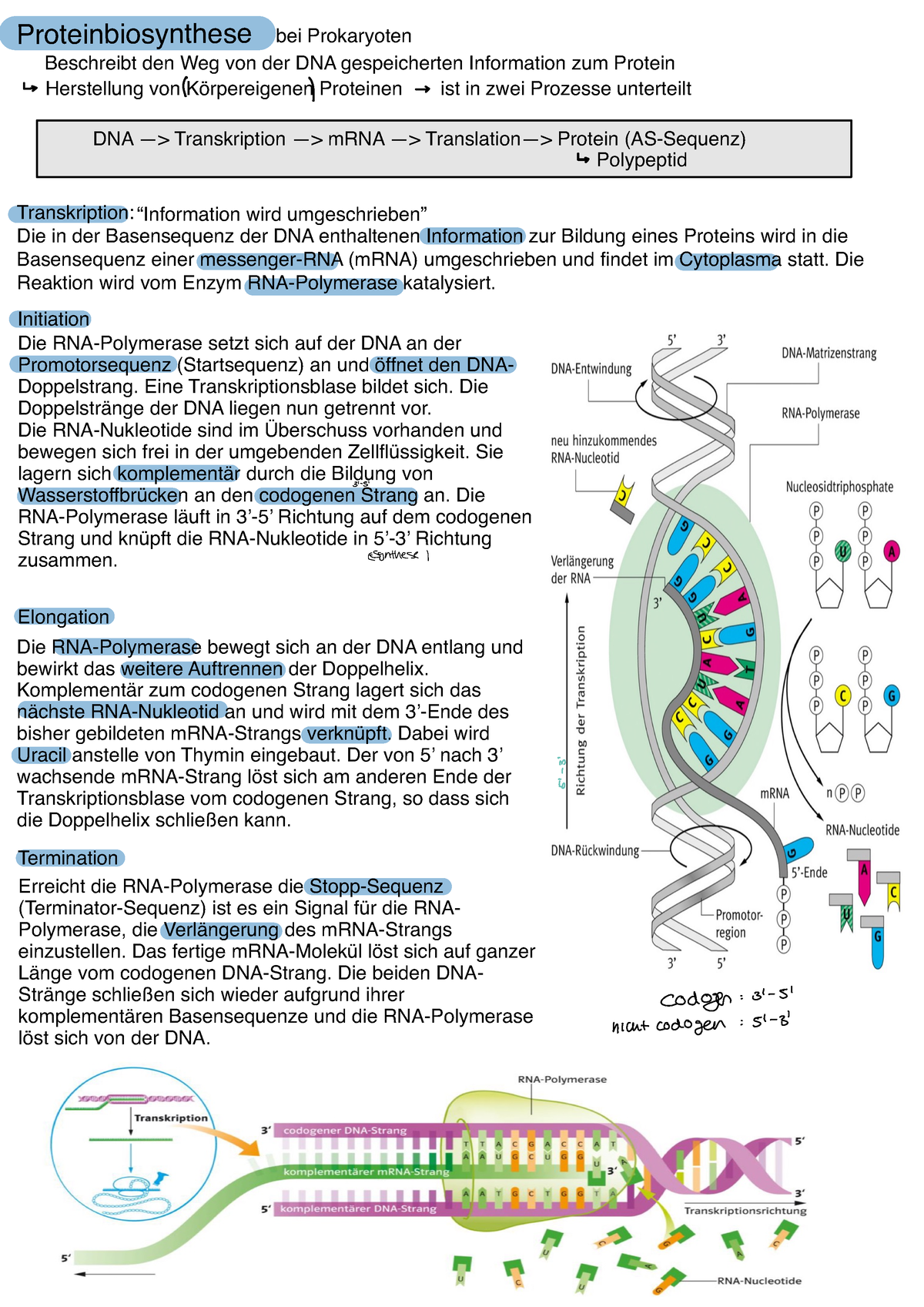 Proteinbiosynthese - Proteinbiosynthese ####### Beschreibt Den Weg Von ...