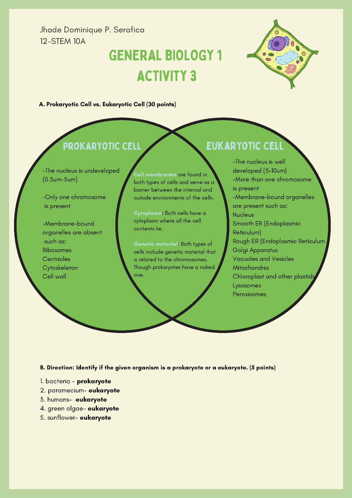 Gen Bio Activity 3 - Genbio -The Nucleus Is Well Developed (5-10um ...