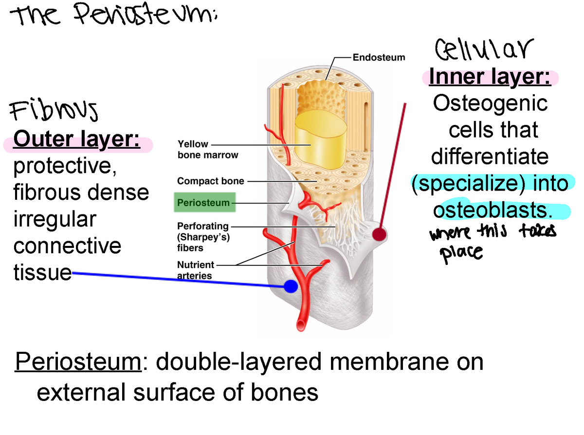 Periosteum Outer and Inner Layer The Periosteum Endosteum cellular