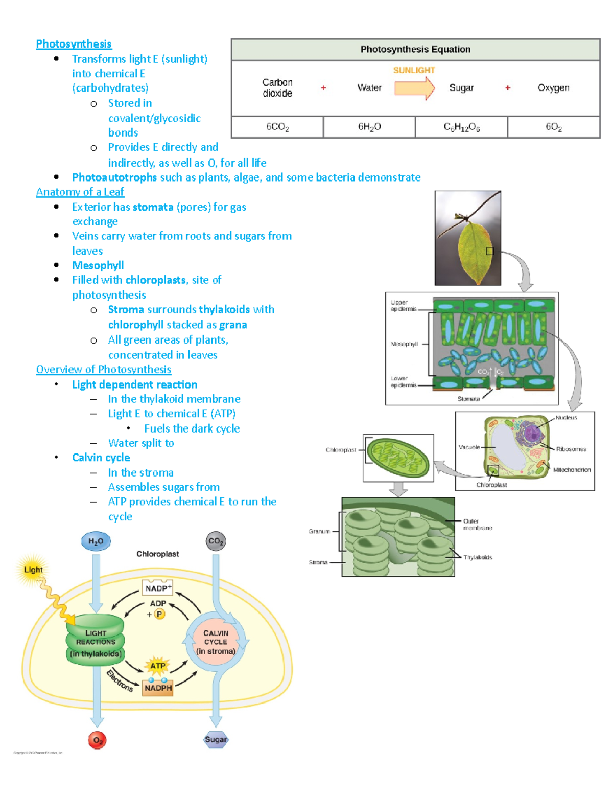 Bio Chapter 5 - BIO Notes - Photosynthesis Transforms light E (sunlight ...