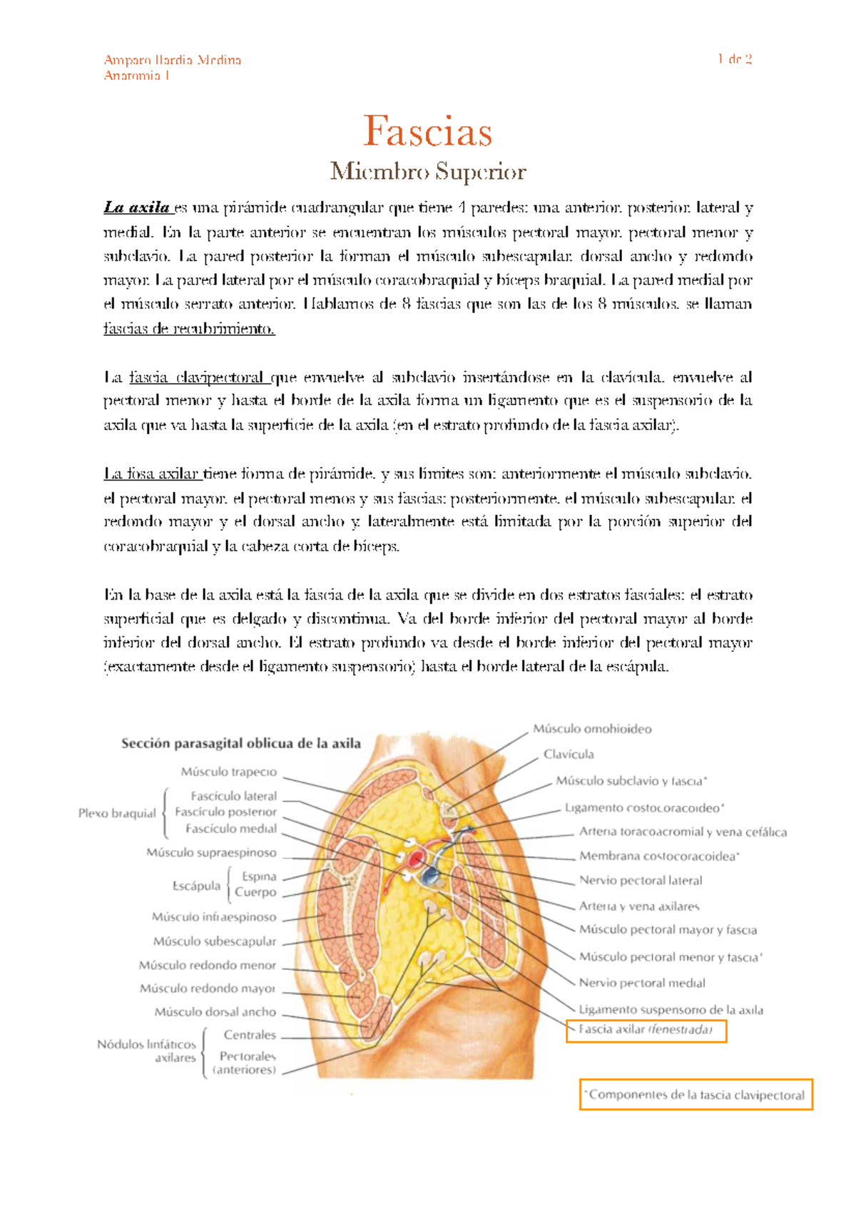 fascia axilar