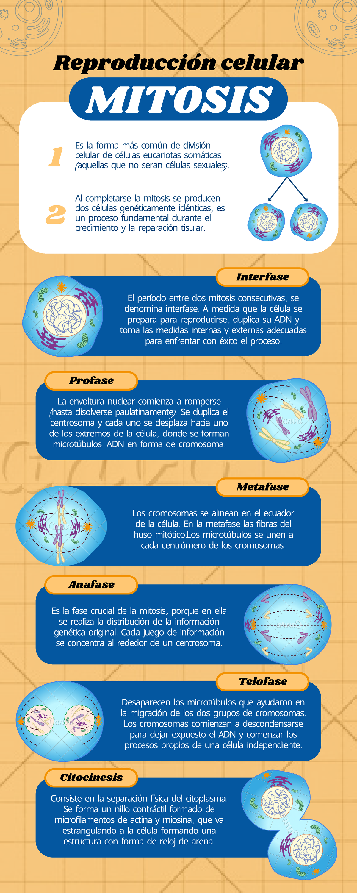 Infografía Reproducción Celular Mitosis Ilustrativo Azul Reproducción Celular Mitosis Es La