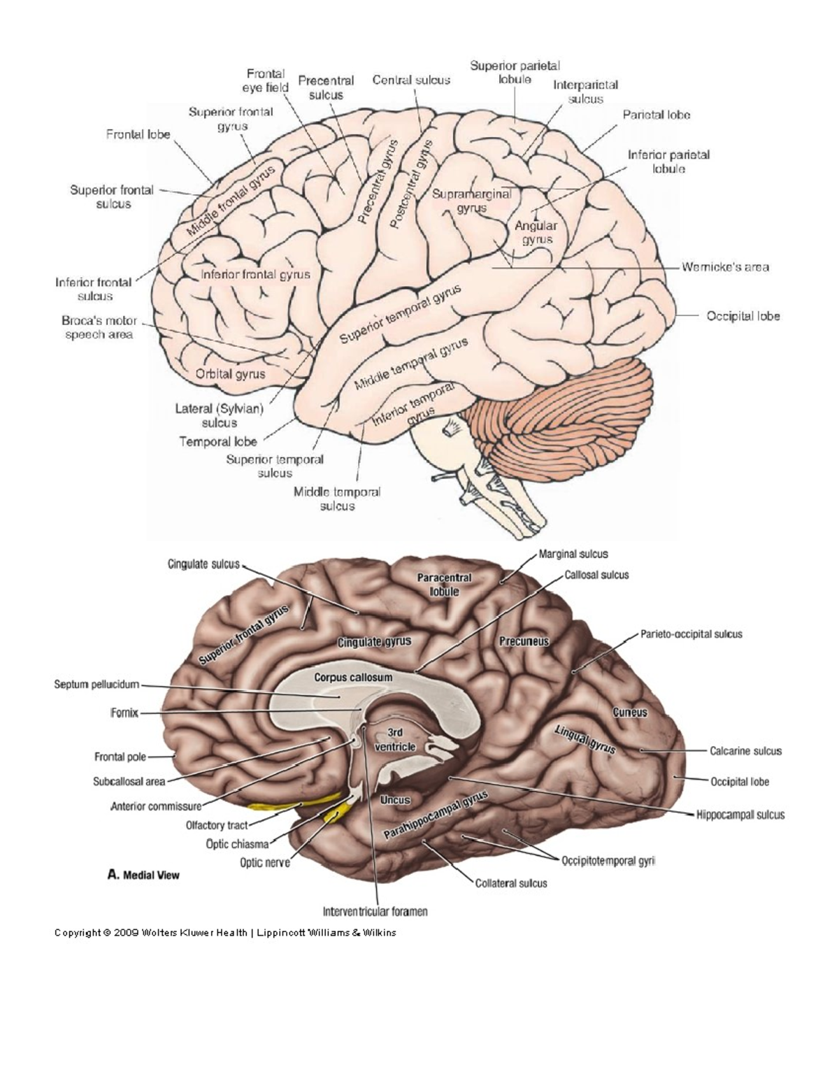 Chapter 4 notes - Chapter 3: Gross Anatomy Vocab & Functions: CORTEX ...