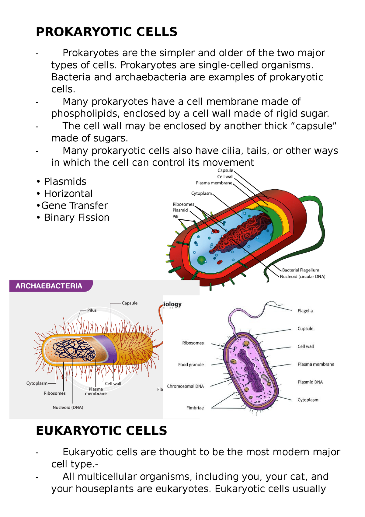 Prokaryotic Cells - REVIEWER - PROKARYOTIC CELLS Prokaryotes are the ...