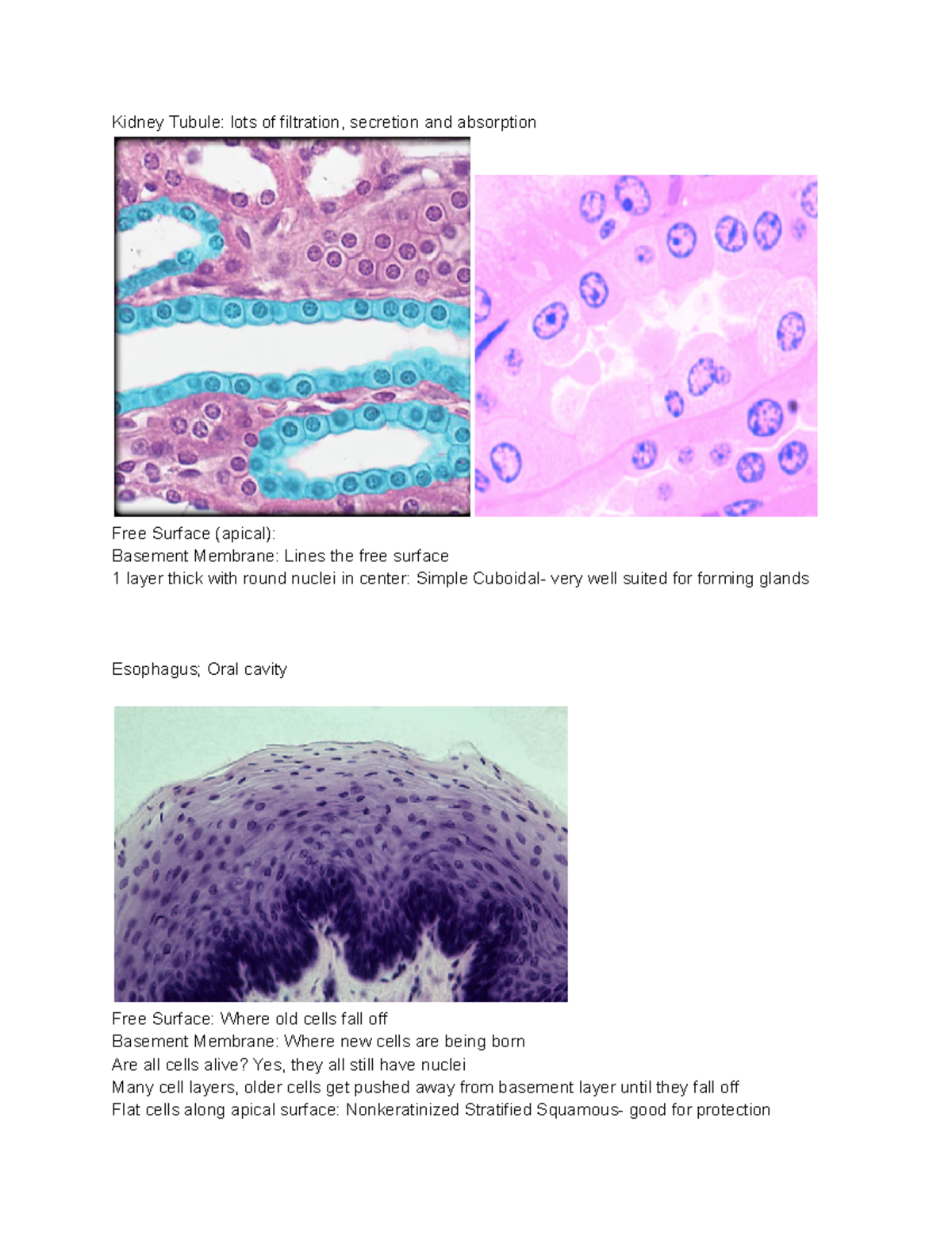 Epithelial Tissue Kidney Tubule lots of filtration, secretion and