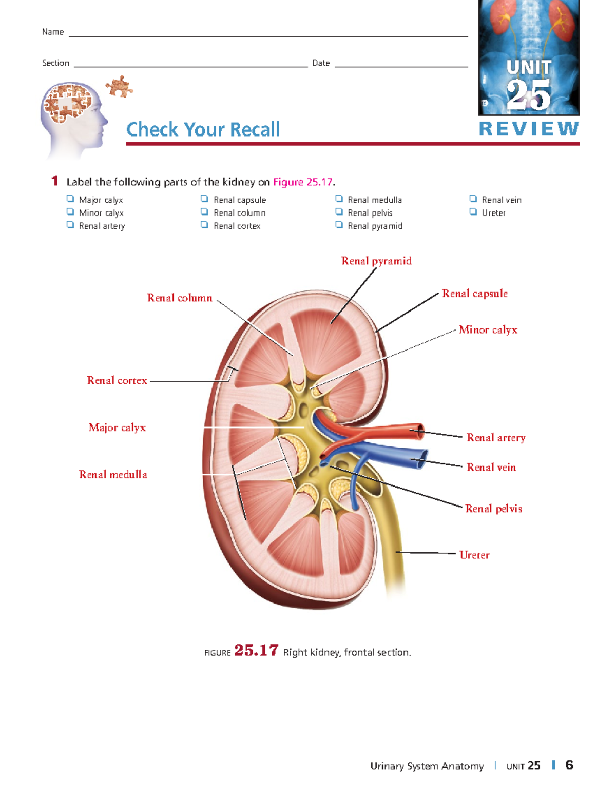 Urinary System Anatomy Check Your Recall Key - 1 Label the following ...